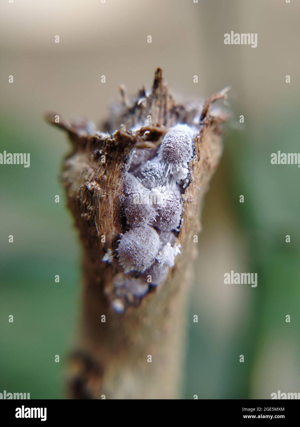 Mealy bugs unarmored scale insects, family Pseudococcidae. Macro shot, Karnataka, India Stock Photo