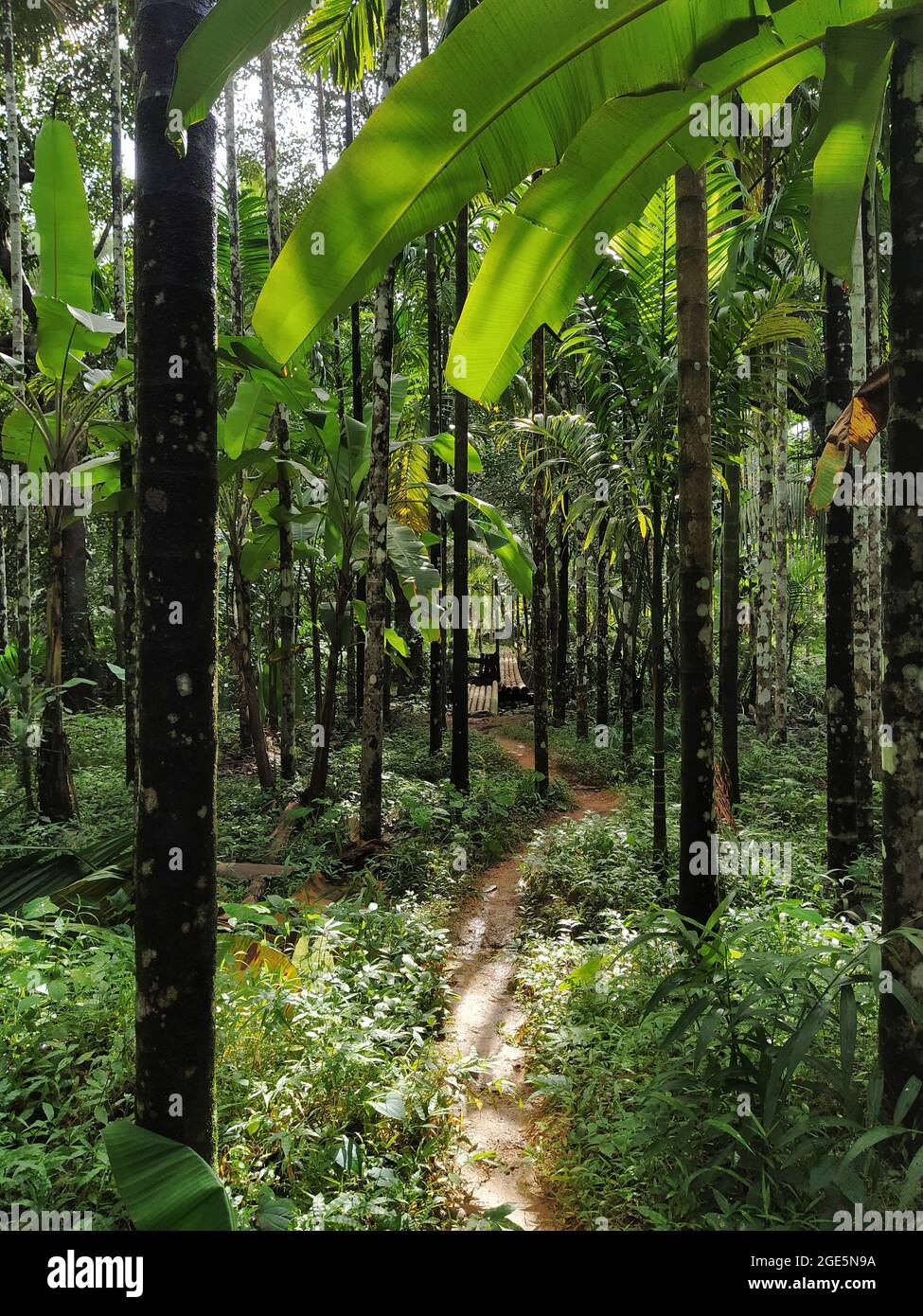 Trail passing through an areca nut farm showing a small bridge ahead ...