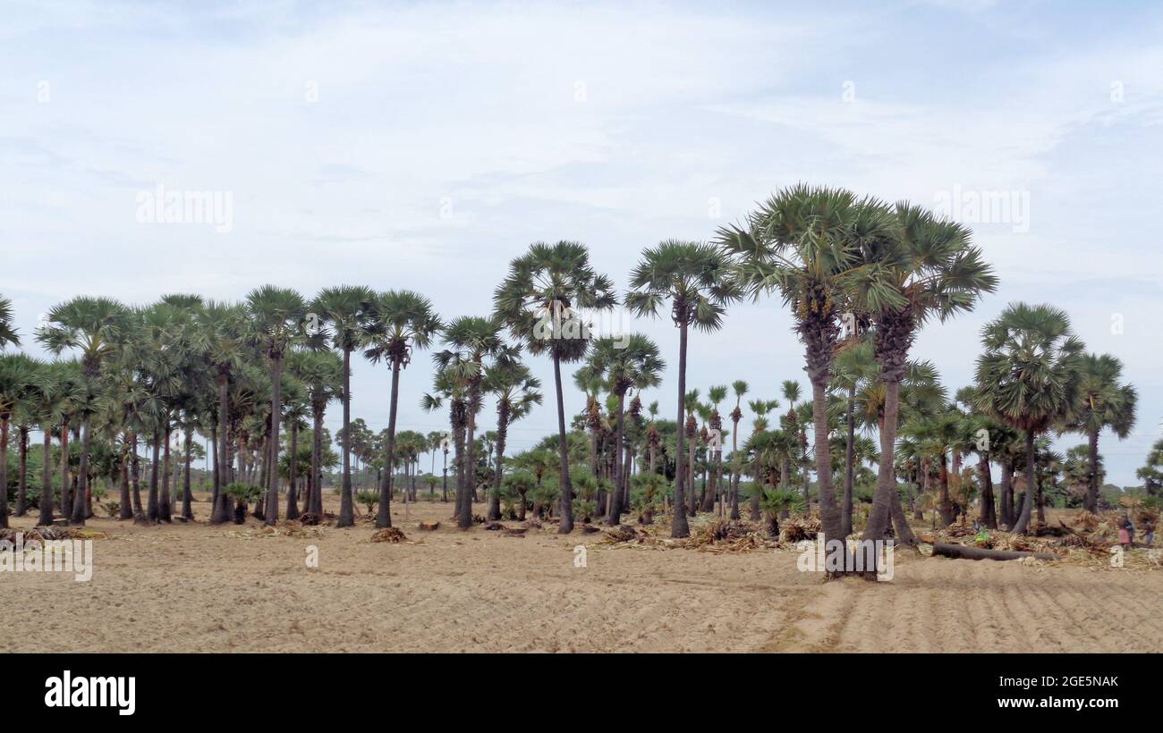 Group of palm tress, Ramnad, Tamilnadu, India Stock Photo