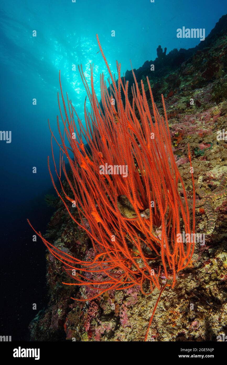 Red whip coral (Ellisella ceratophyta), Philippine Sea, Indian Ocean, Visayas Archipelago, Philippines Stock Photo