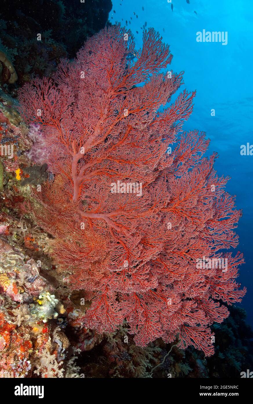 Knotted sea fan (Acabaria), Pacific Ocean, Palau Stock Photo