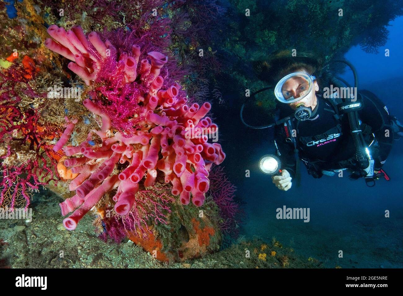Diver looking at and illuminating Mediterranean cylindrical sponge (Haliclona mediterranea), Mediterranean Sea, Capo d'Orso, Sardinia, Italy Stock Photo