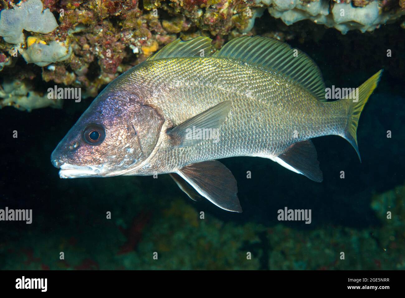 Brown meagre (Sciaena umbra) hiding in cave, Mediterranean Sea, Majorca, Balearic Islands, Spain Stock Photo