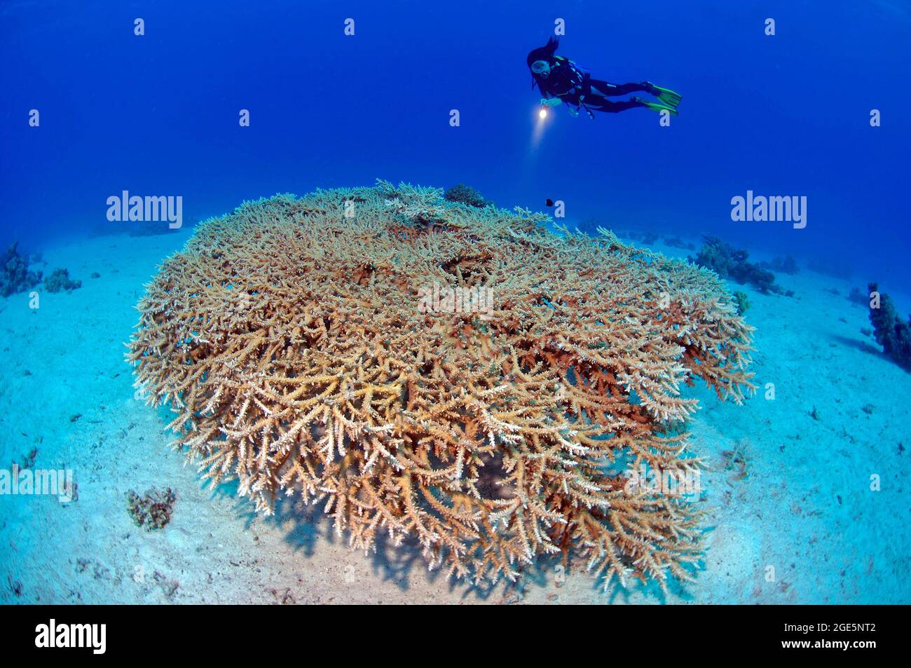 Diver looking at a colony of staghorn coral (Acropora microphthalma), Red Sea, Hurghada, Egypt Stock Photo
