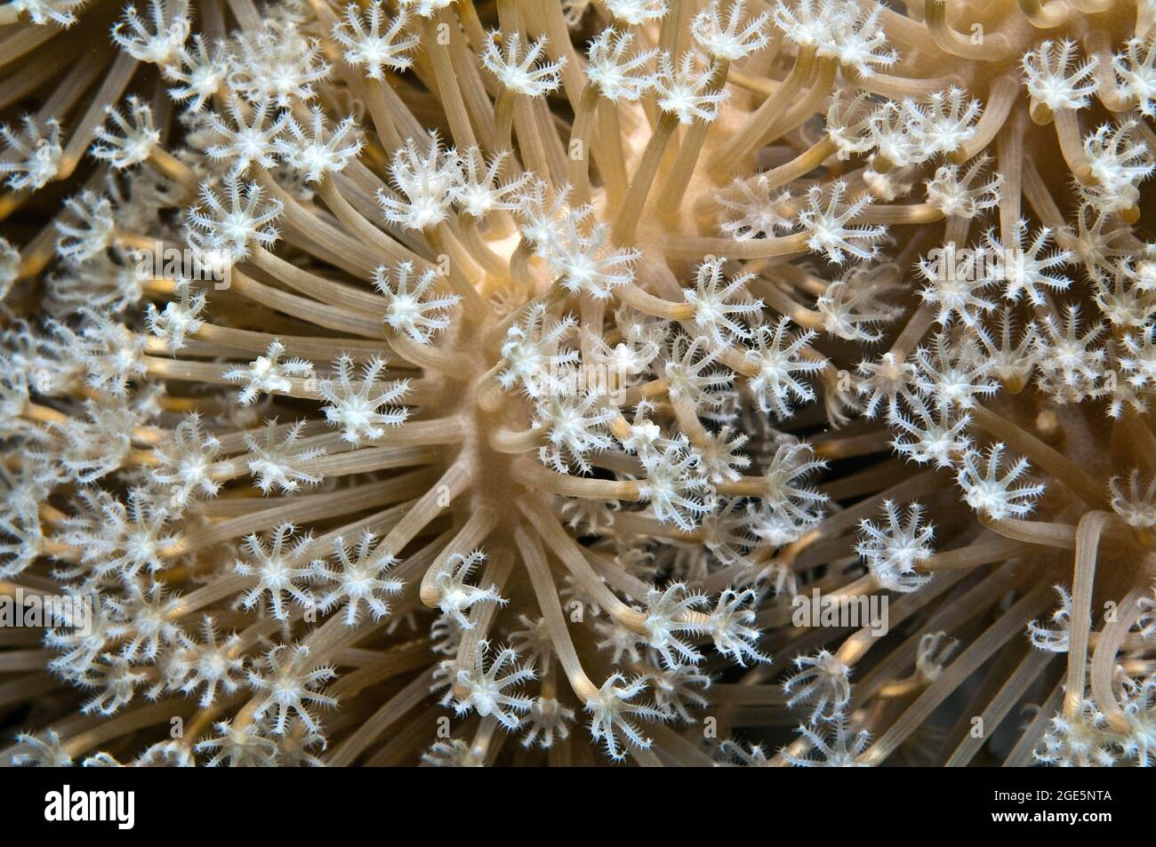Giant anthelia (Anthelia glauca), Red Sea, Hurghada, Egypt Stock Photo