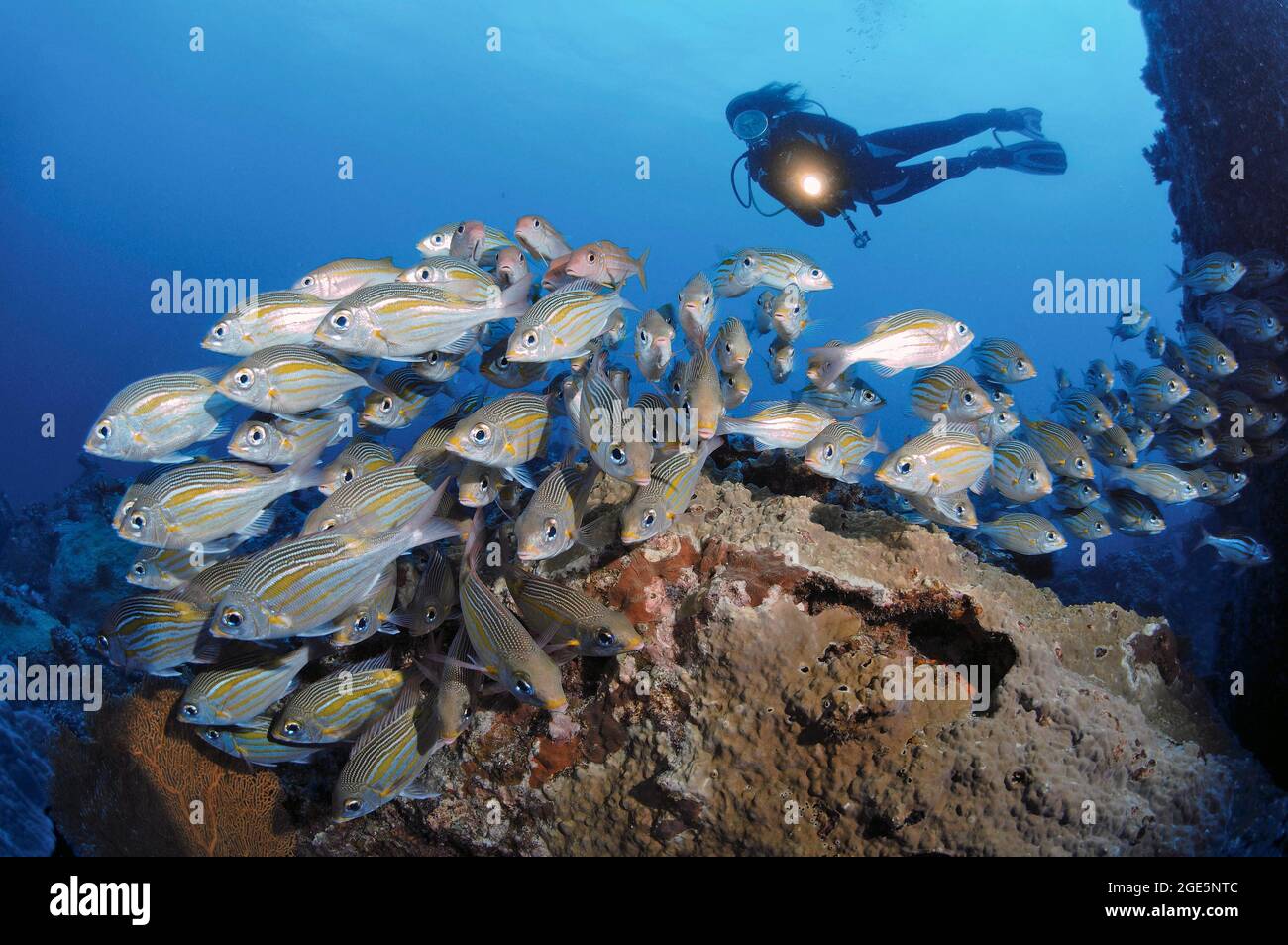 Diver observes shoal of luminous spotted road sweeper (Gnathodentex aurolineatus), Indian Ocean, Mauritius Stock Photo