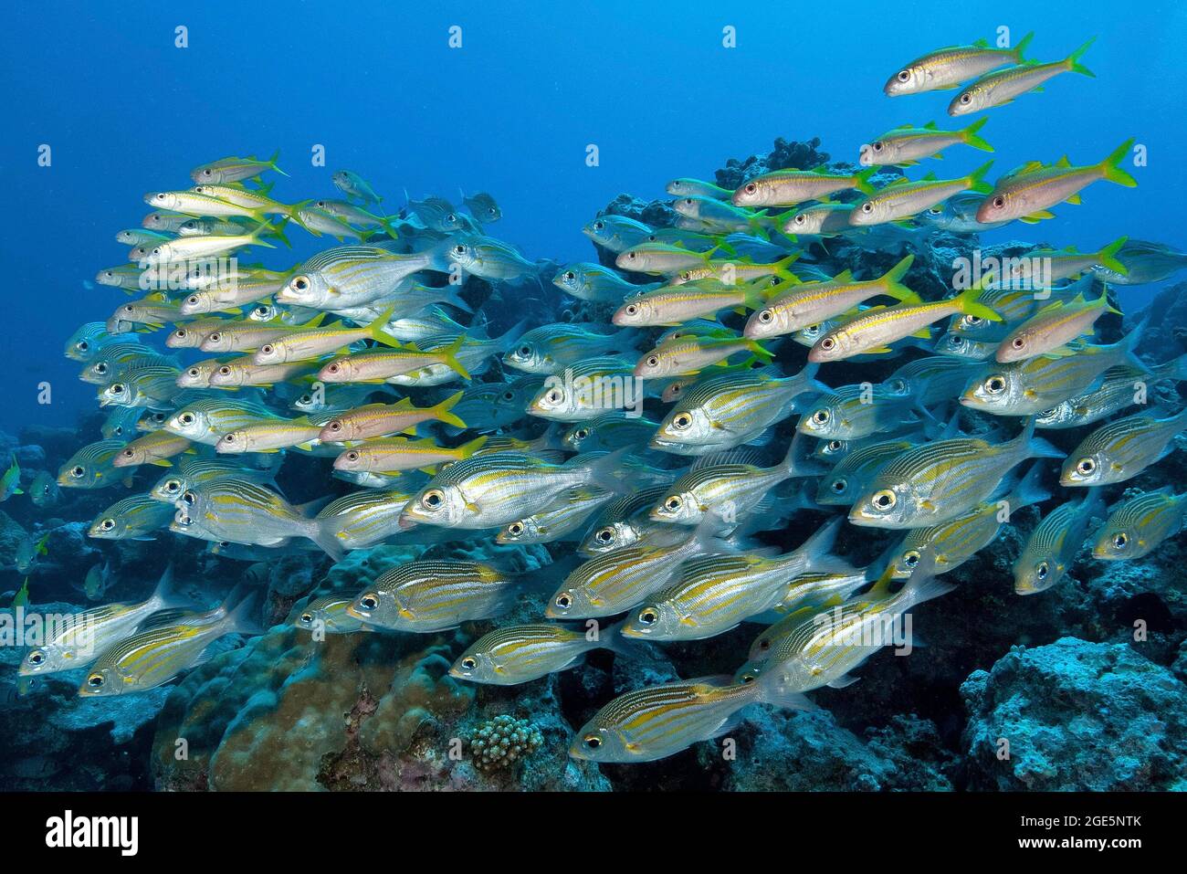 Symbiotic shoal of luminous spotted road sweeper (Gnathodentex aurolineatus) and yellow mullet (Mulloidichthys martinicus), Indian Ocean, Mauritius Stock Photo