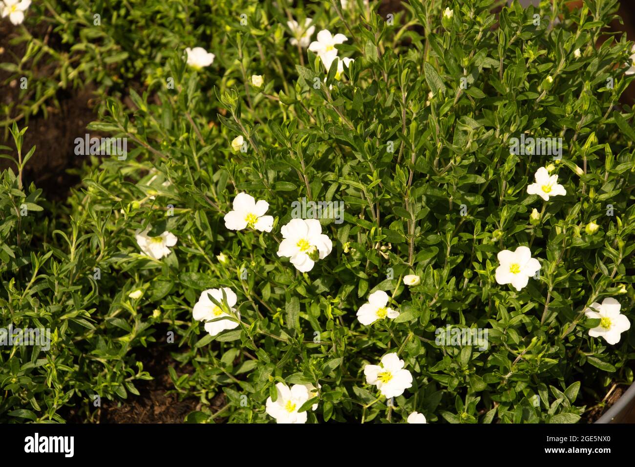 mountain sandwort is a species of flowering plant in the family Caryophyllaceae growing in germany Stock Photo