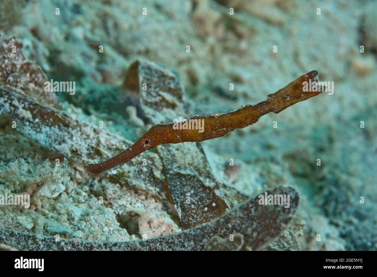 Seagrass Ghost Pipefish, Robust ghost pipefish (Solenostomus cyanopterus), Pacific Ocean, Oceania Stock Photo