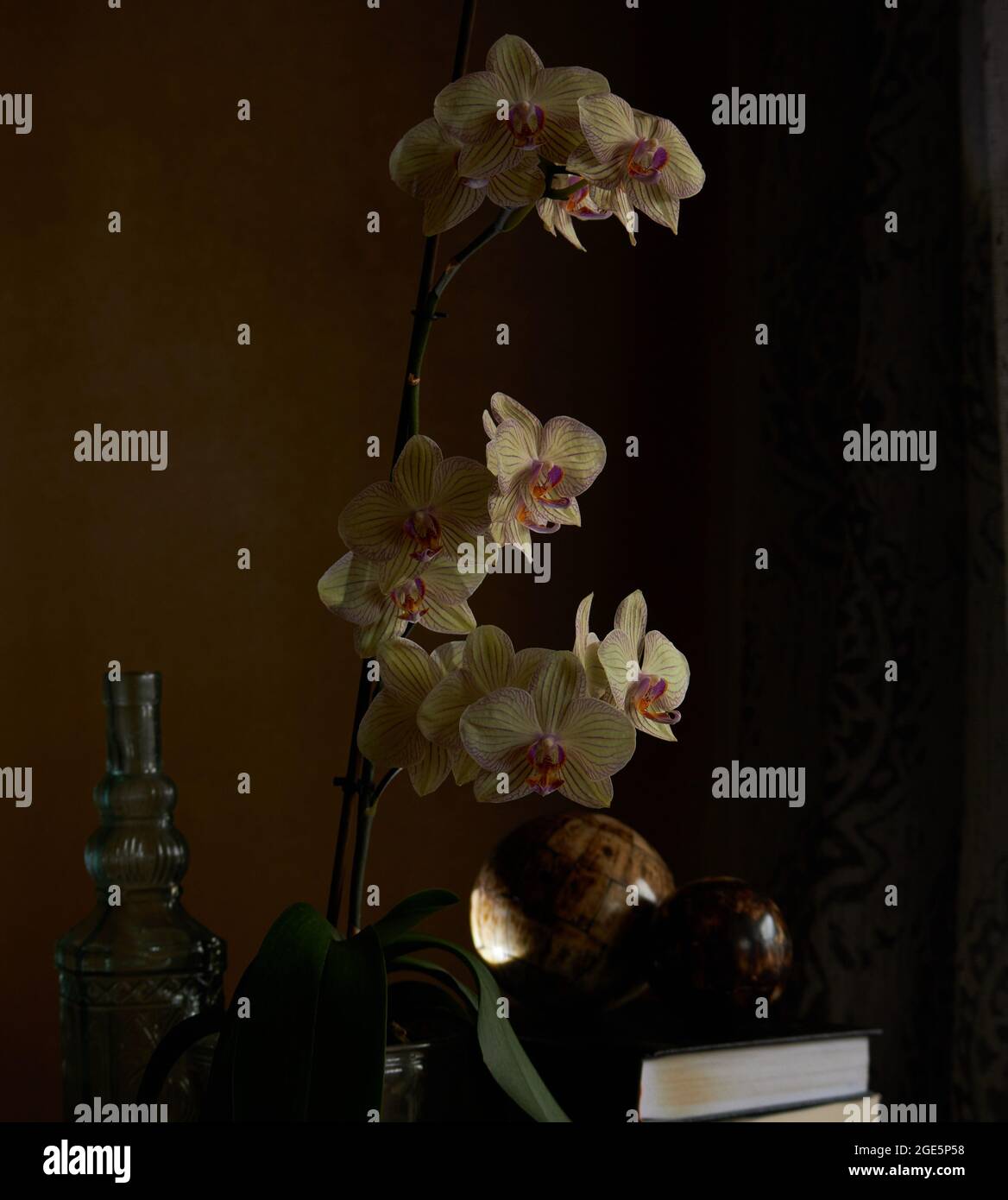 Orchids vase table hi-res stock photography and images - Alamy