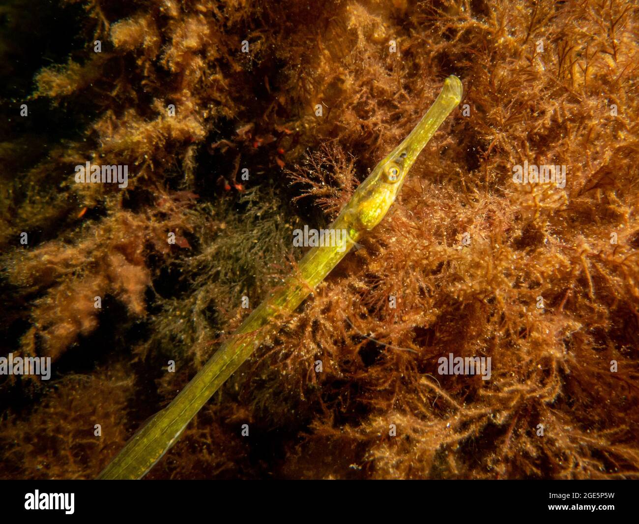 A close-up picture of a straightnose pipefish, Nerophis ophidion, among seaweed and stones. Picture from The Sound, between Sweden and Denmark Stock Photo