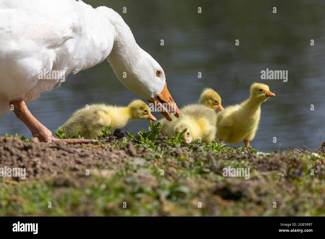 White domestic goose with chicks, Germany Stock Photo