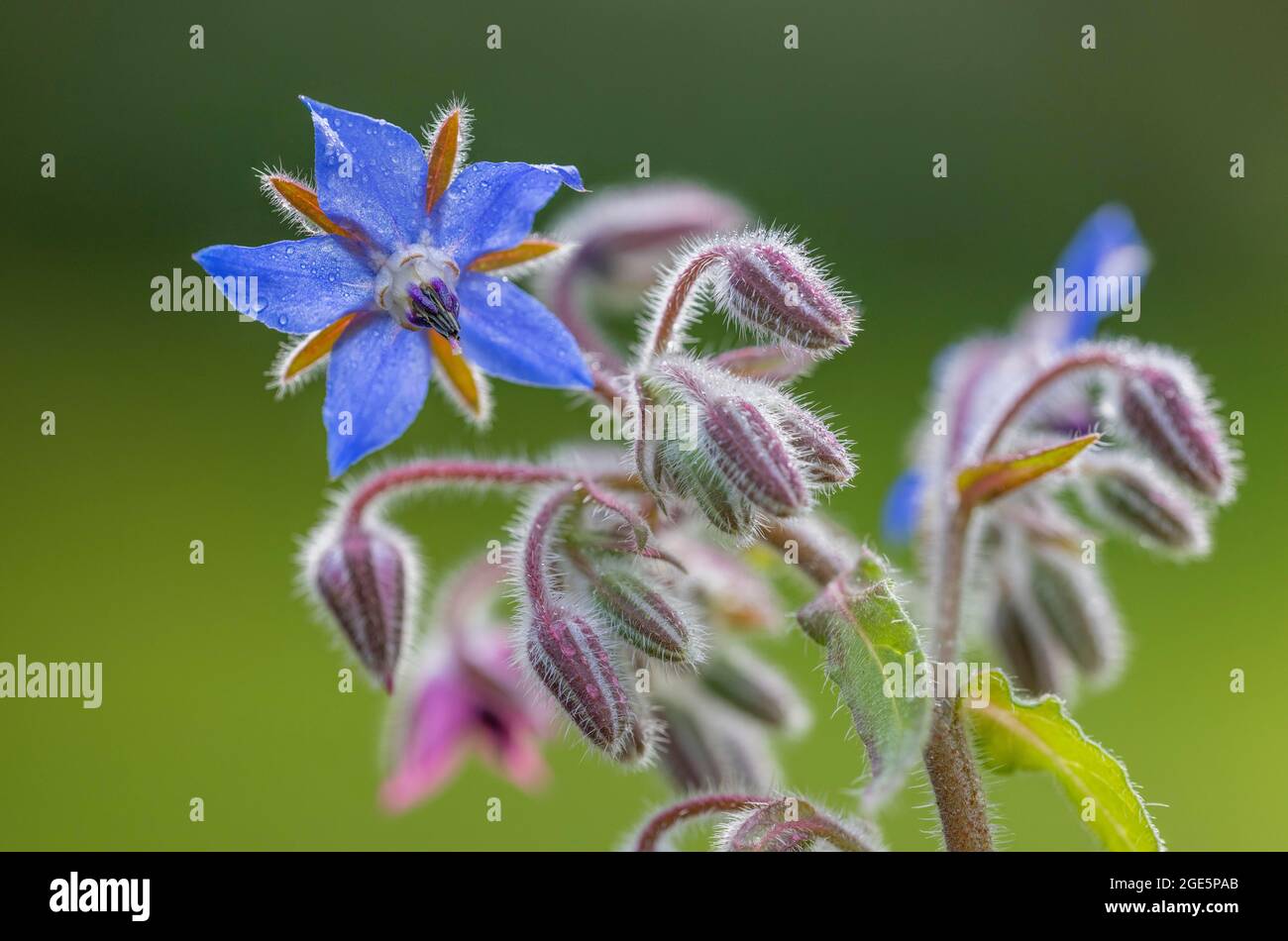 Borage (Borago officinalis), flower, Germany Stock Photo