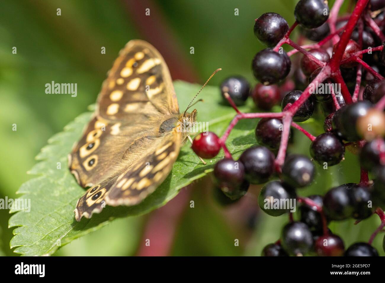 Speckled wood (Pararge aegeria) on elderberry, Germany Stock Photo