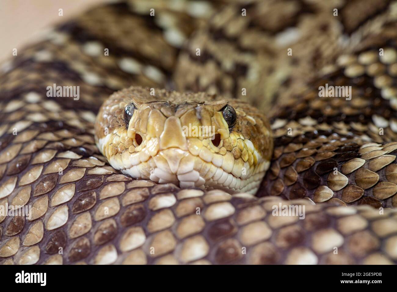 Mexican west coast rattlesnake (Crotalus basiliscus), captive, Germany Stock Photo