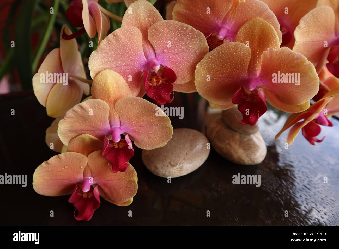 THE WORLD OF THE ORCHIDS, ORANGE FLOWERS PHALAENOPSIS Stock Photo