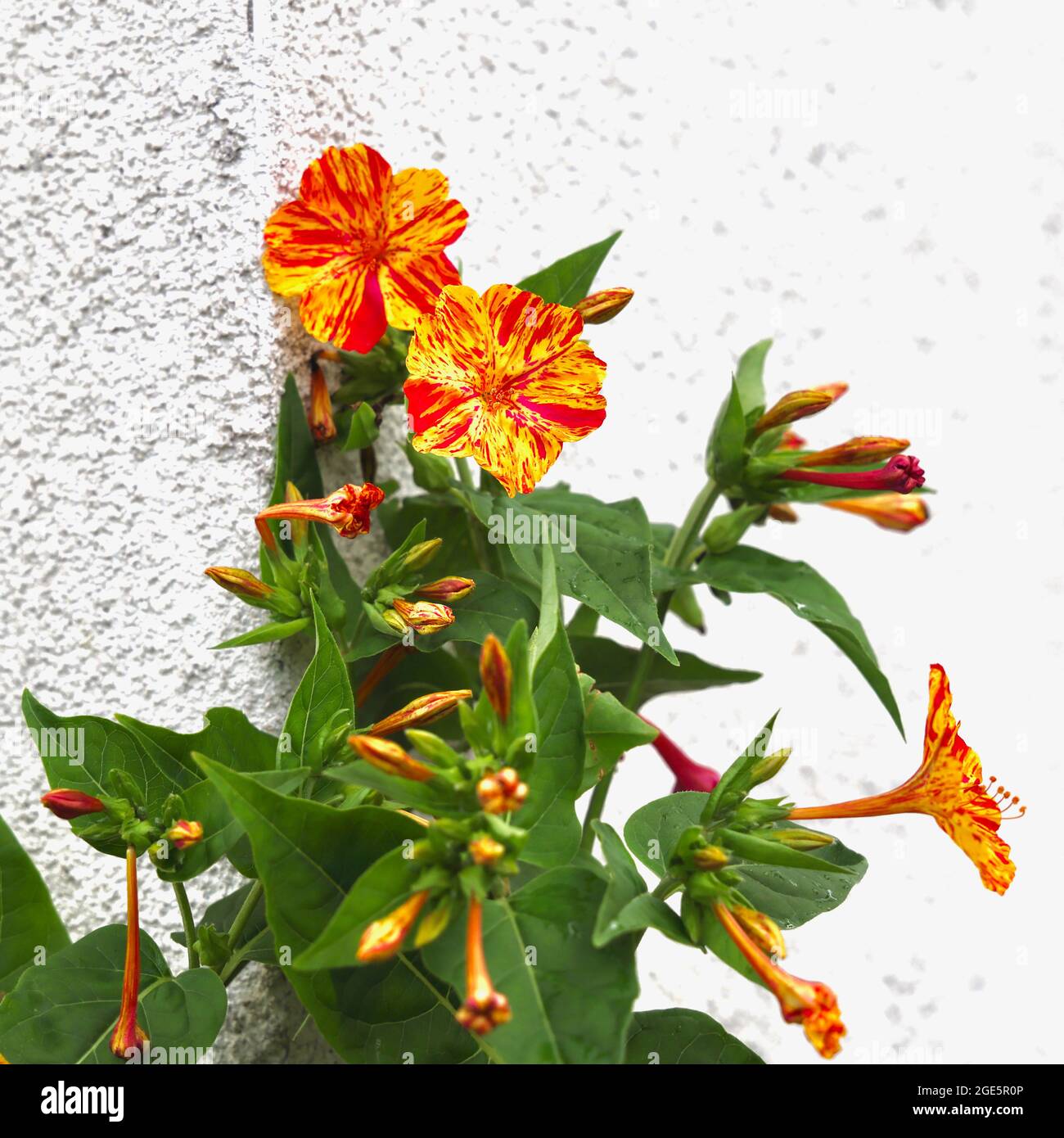 Orange flower art - climbing against a sunlit wall. Pebble-dashed wall effect for subtle background interest. Stock Photo