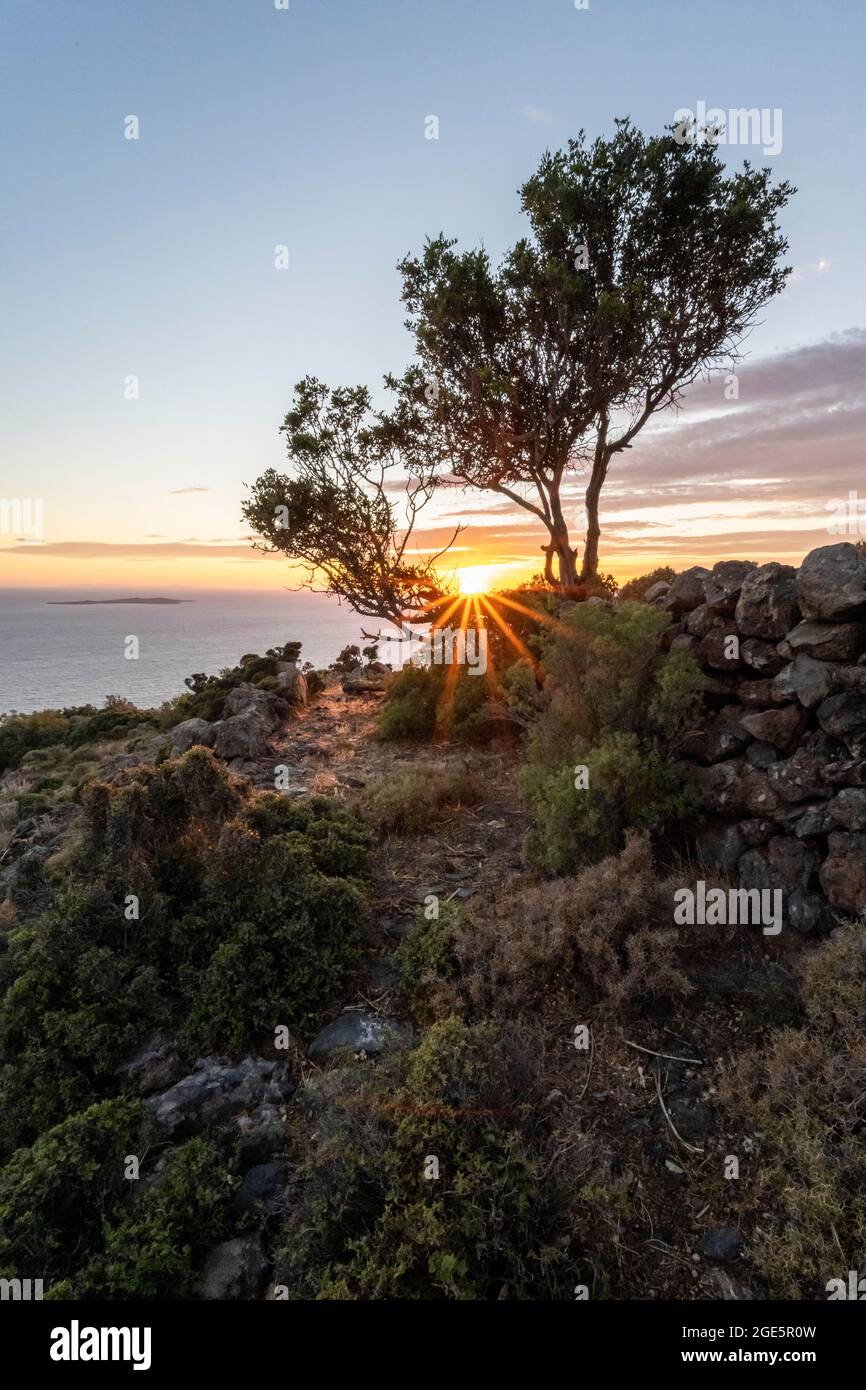 Sunset behind trees, sun star, landscape with macchia, Nisyros, Dodecanese, Greece Stock Photo
