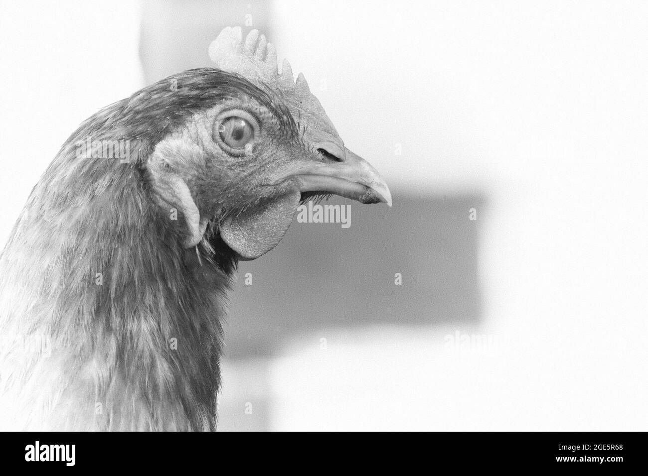 Chicken portrait side view, close-up. Portrait of a beautiful chicken with a comb on a blurred background. Copy space for text. Stock Photo