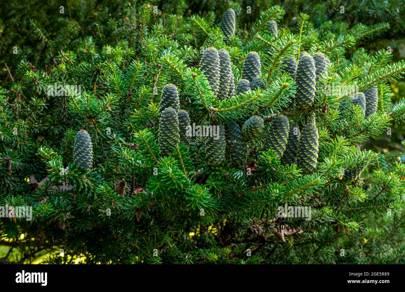 Korean fir (abies koreana) cones, Poland Stock Photo