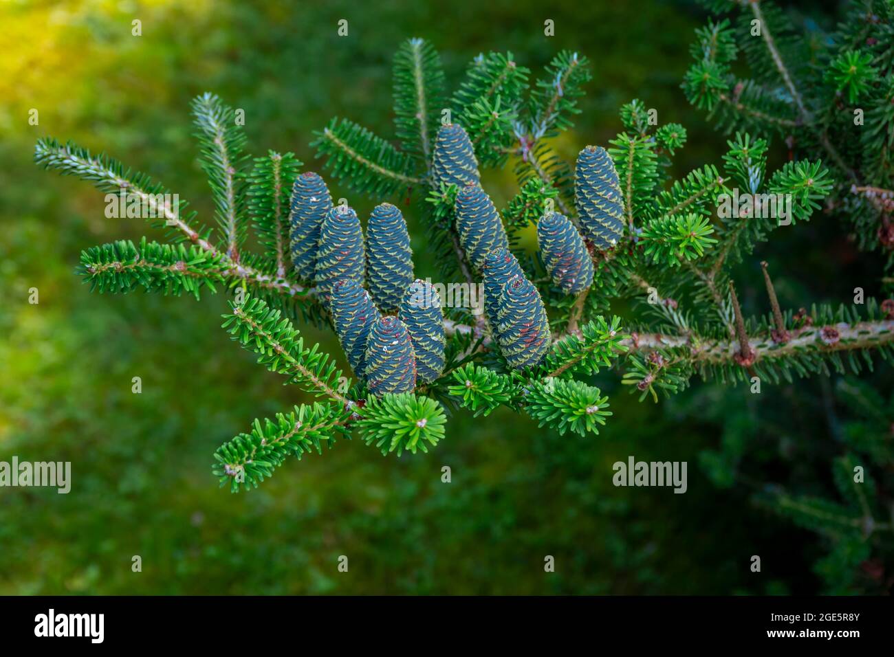 Korean fir (abies koreana) cones, Poland Stock Photo