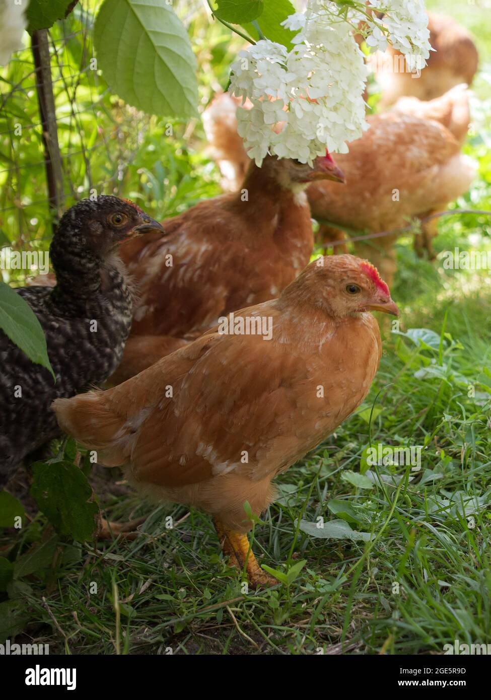 Small chickens near the hydrangea flower. Chickens in nature Stock