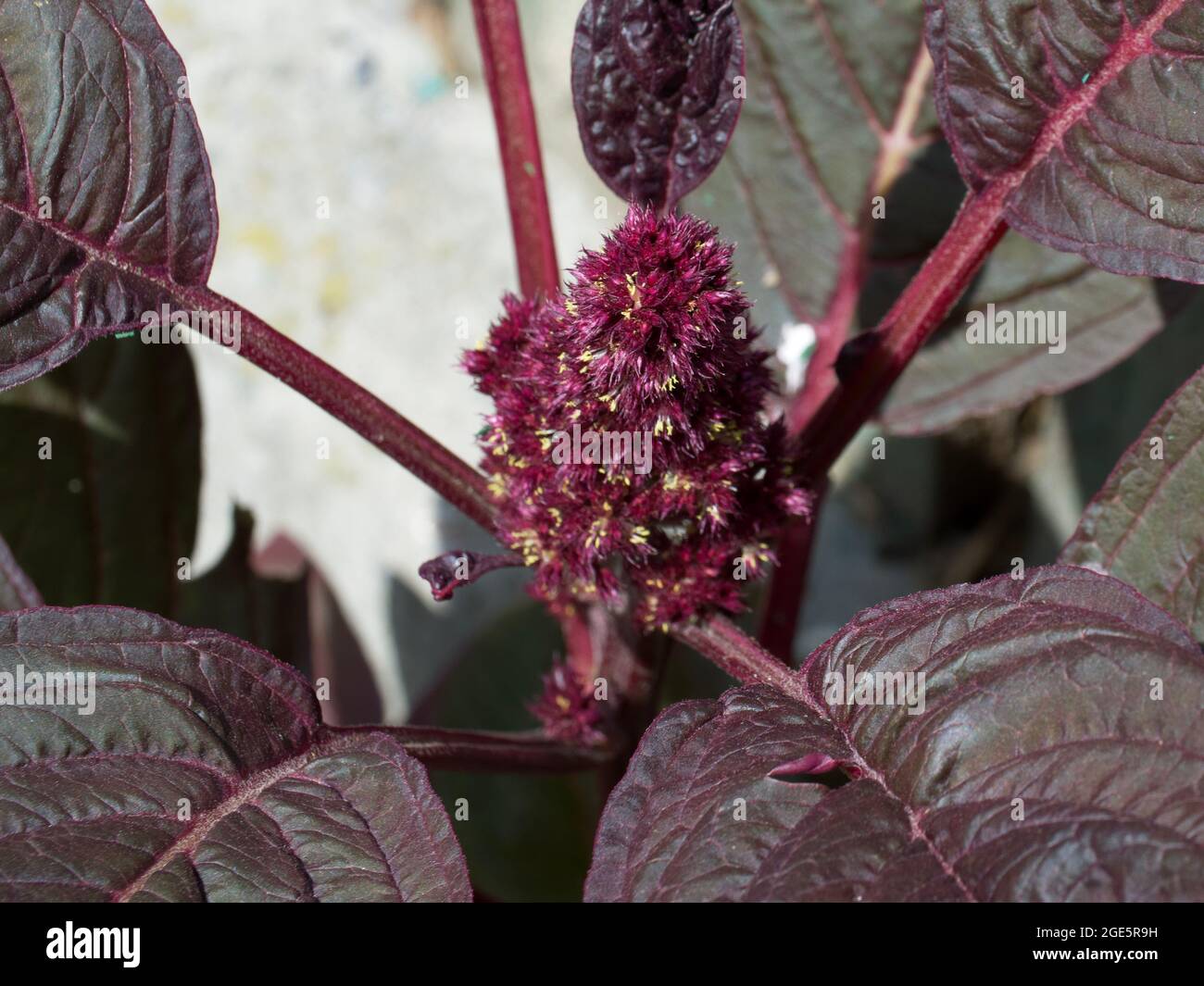 Leaves and flowers of crimson amaranth. Amaranthus is a cosmopolitan genus of annual or short-lived perennial plants. Most of the Amaranthus species a Stock Photo