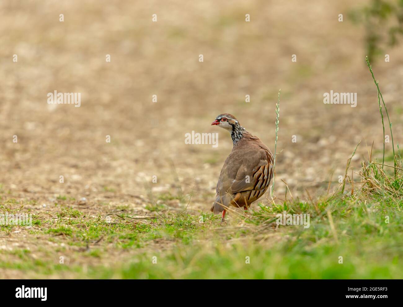 Red-legged or French partridge on natural farmland habitat, facing left.  Blurred background.  Space for copy.  Horizontal.  Scientific name:  Alector Stock Photo