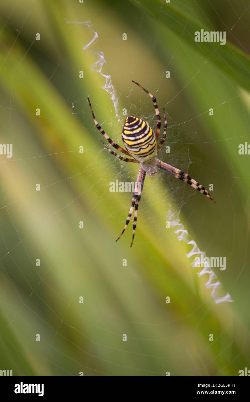 Close up of large spider on web Stock Photo