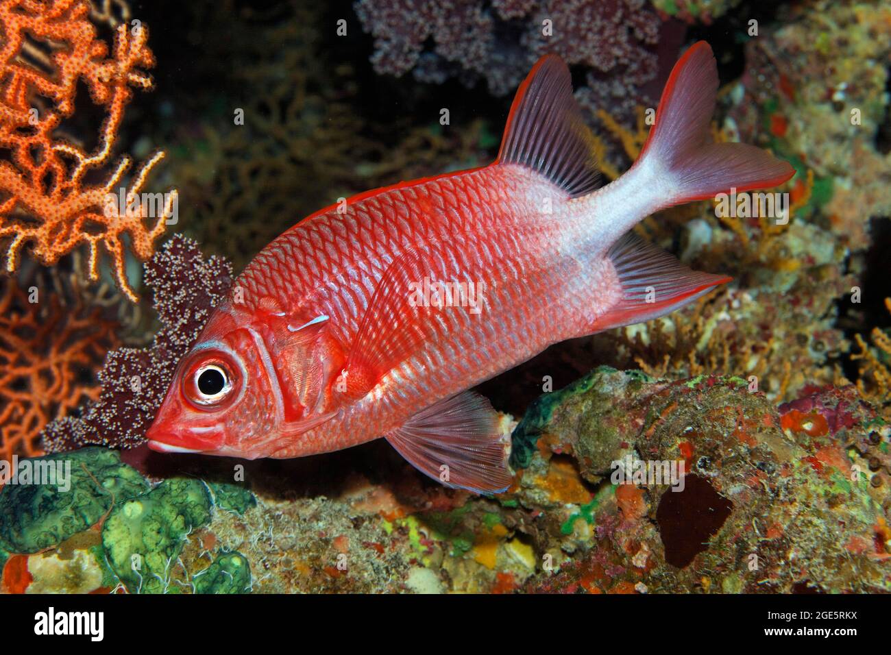 Silverspot squirrelfish (Sargocentron caudimaculatum), Red Sea, Aqaba, Jordan Stock Photo