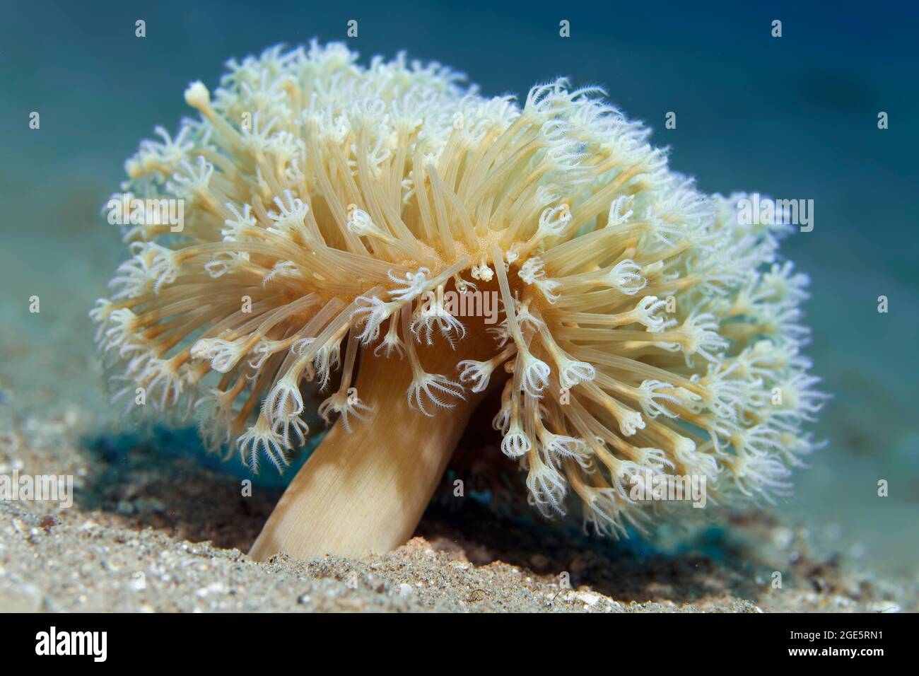 Young leather coral (Sarcophyton) on sandy bottom, Red Sea, Aqaba, Jordan Stock Photo