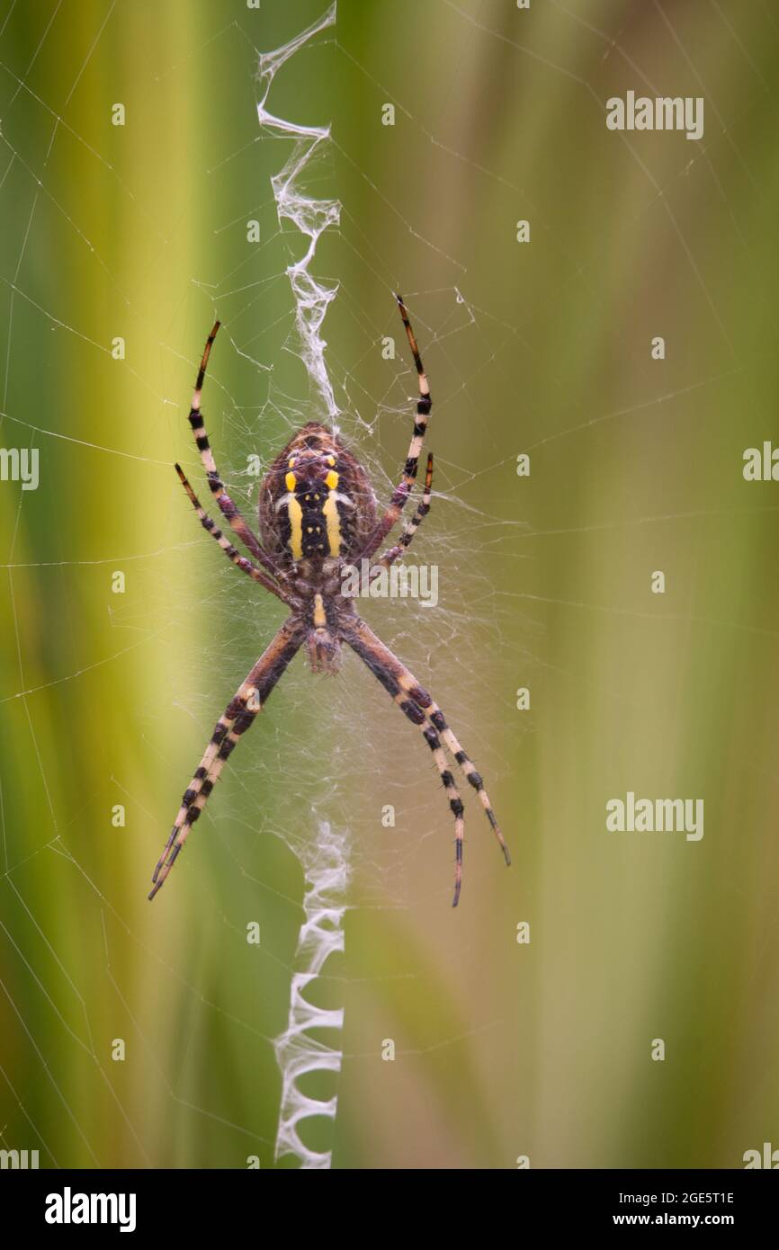 Close up of underside of large orb web spider on web Stock Photo