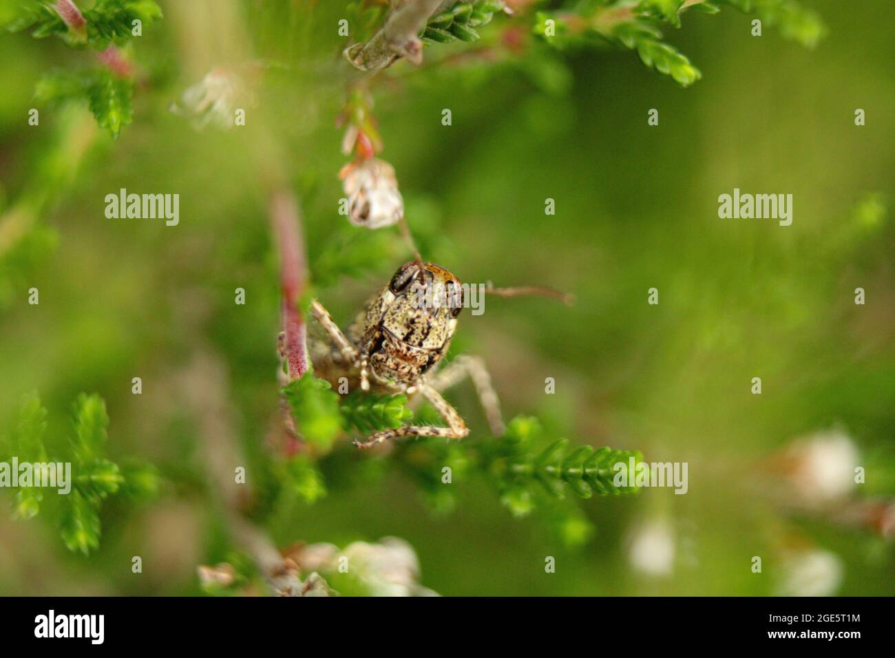 A Grasshopper looking right at you Stock Photo