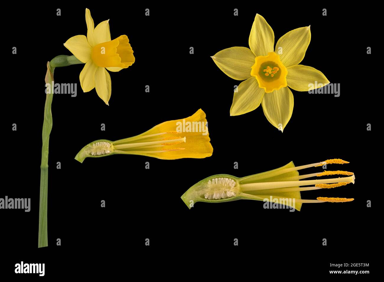Wild daffodil (Narcissus pseudonarcissus), flower and flower details