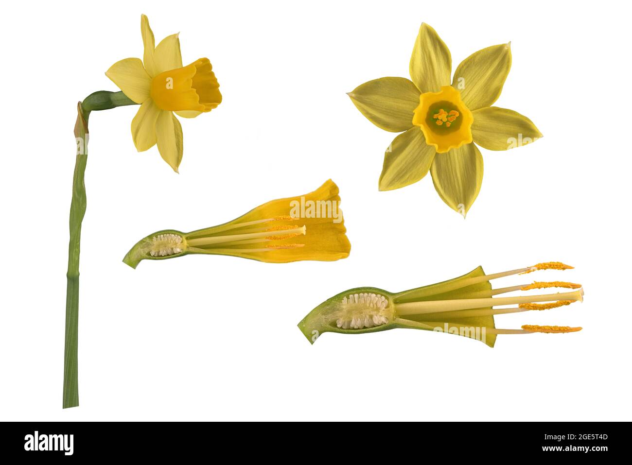 Wild daffodil (Narcissus pseudonarcissus), flower and flower details