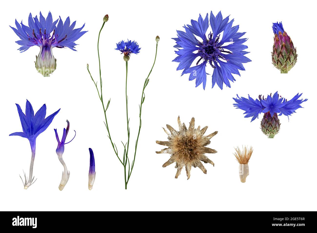 Centaurea cyanus seed Cut Out Stock Images & Pictures Alamy