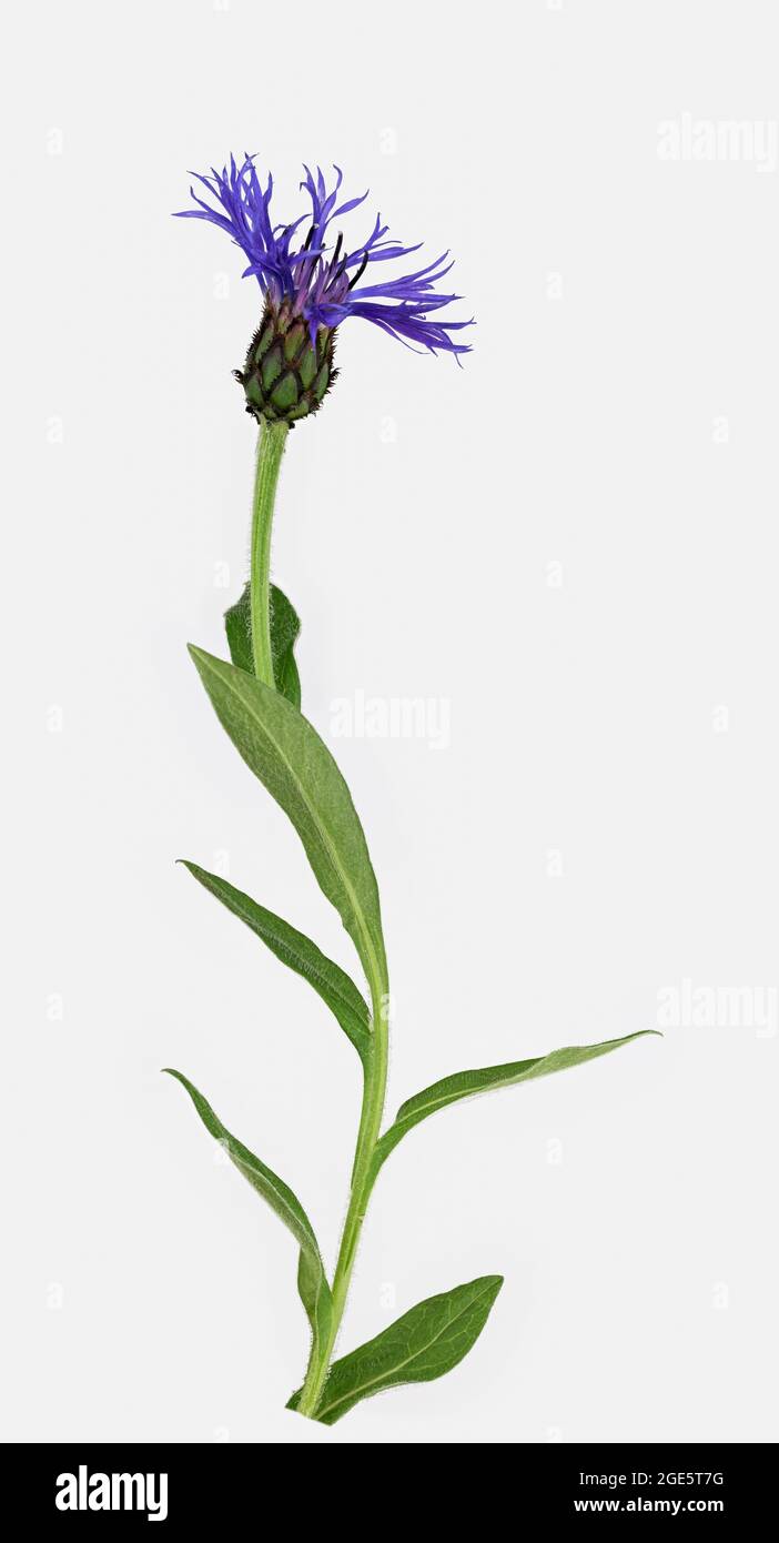Perennial cornflower (Cyanus montanus), stem with flower, Germany Stock Photo