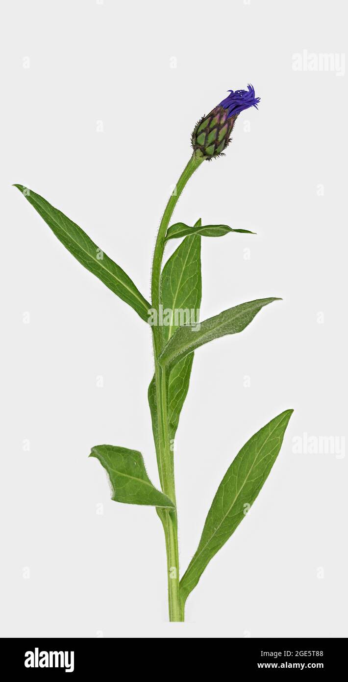 Perennial cornflower (Cyanus montanus), stem with bud, Germany Stock Photo