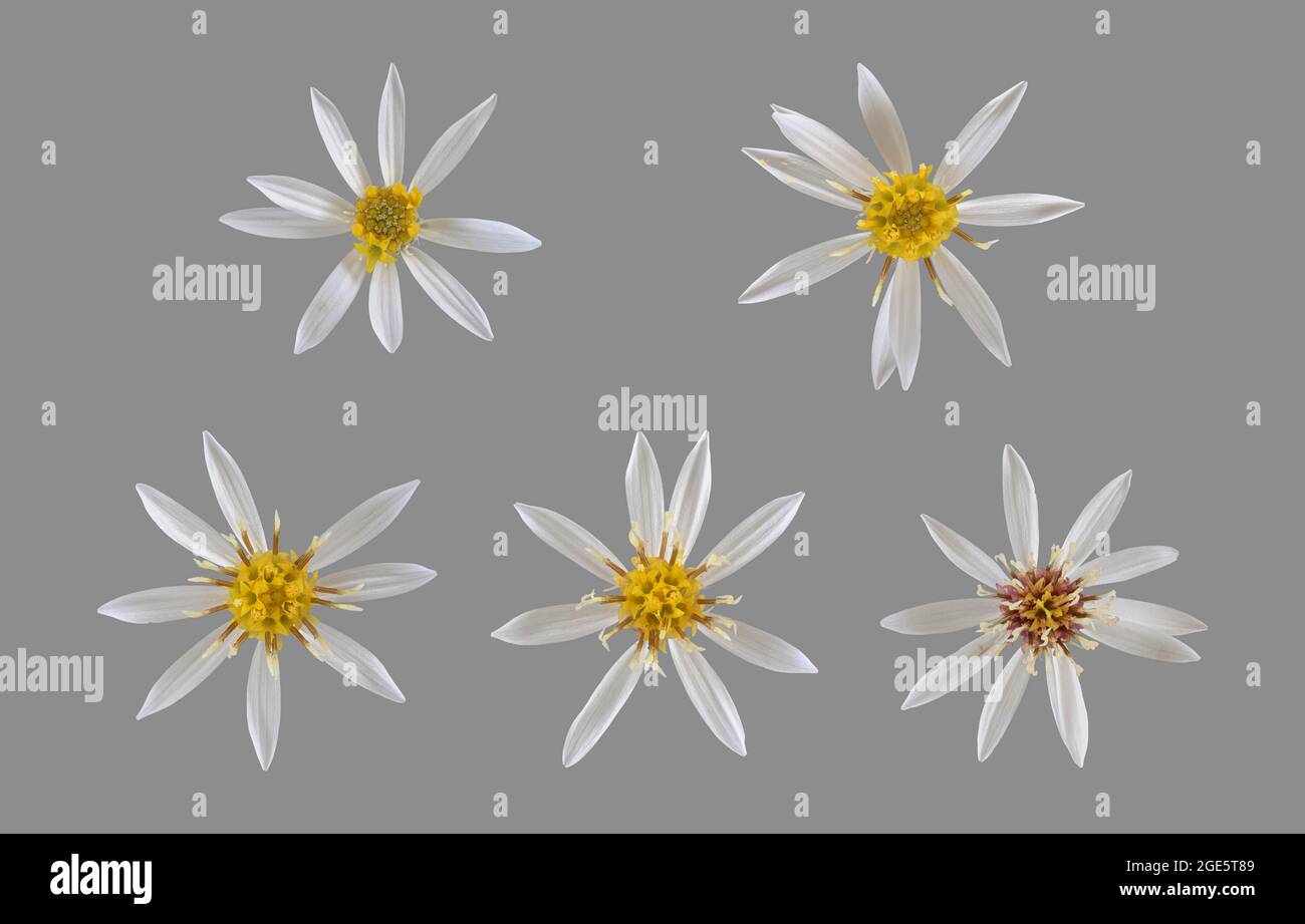White wood aster (Eurybia divaricata), flower, different flower stages, photo panel, North America, Germany Stock Photo