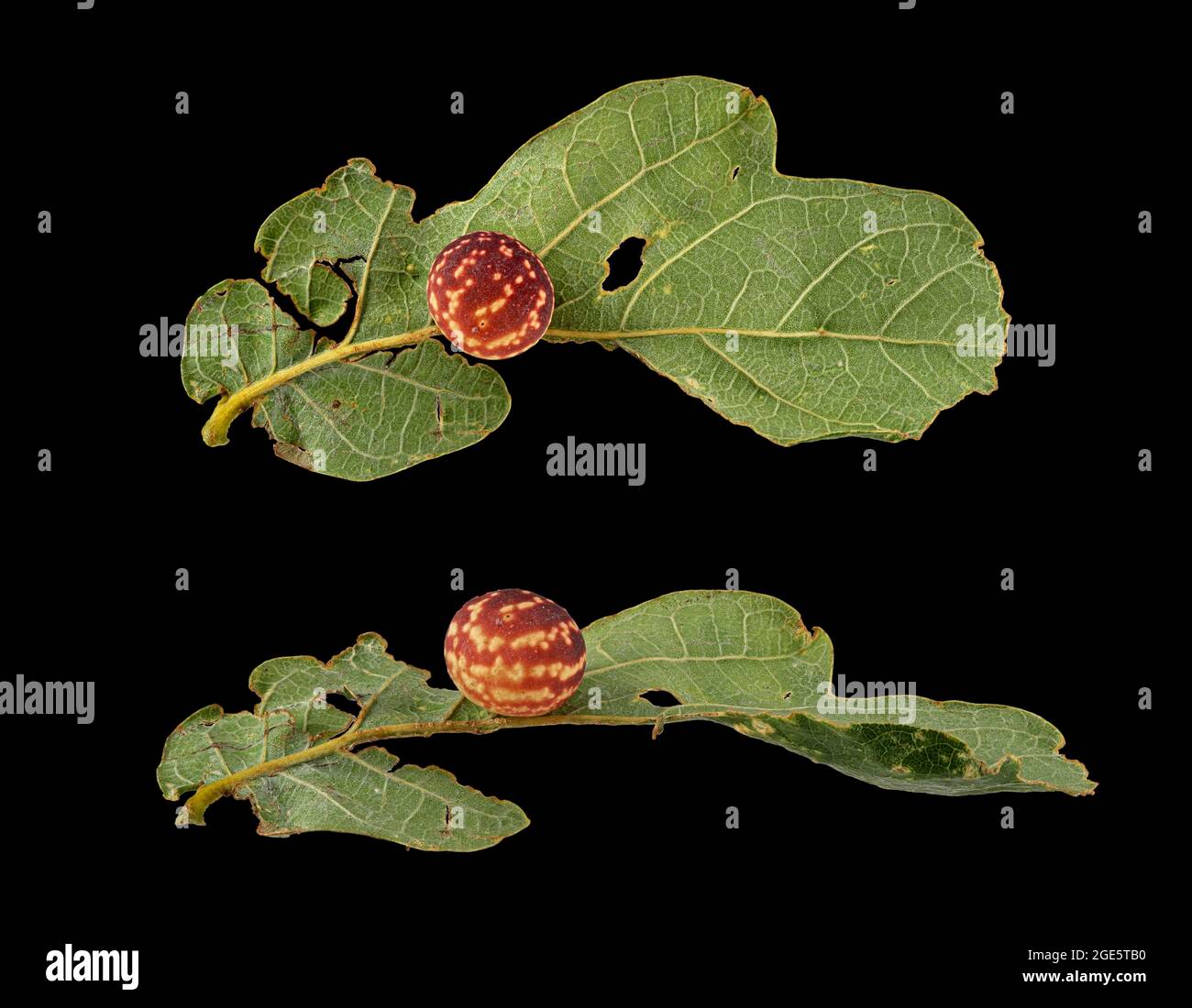 Striped oak gall wasp (Cynips longiventris), gall from the side and from above, leaf of the stem oak (Quercus robur), photo panel, Germany Stock Photo