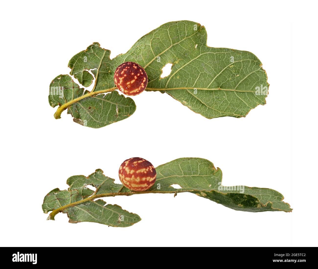 Striped oak gall wasp (Cynips longiventris), gall from the side and from above, leaf of the stem oak (Quercus robur), photo panel, Germany Stock Photo