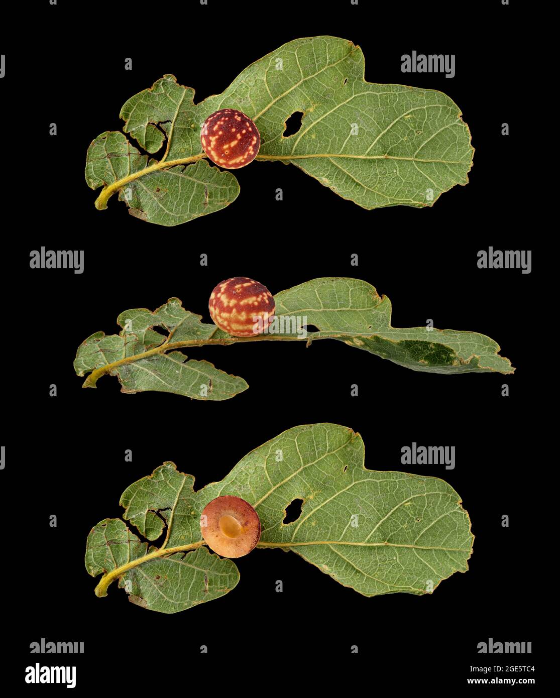 Striped oak gall wasp (Cynips longiventris), gall lateral, from above