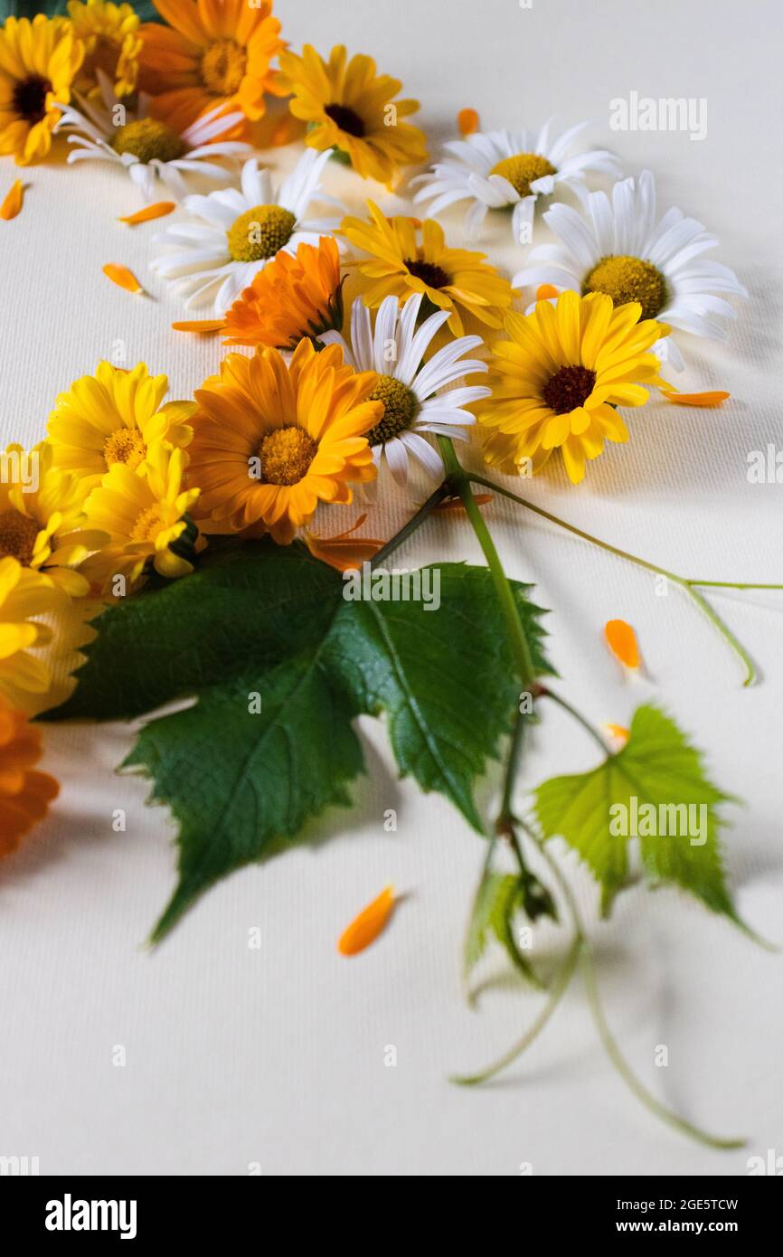 Summer bright flowers with green leaf. Medicinal herbs. Stock Photo
