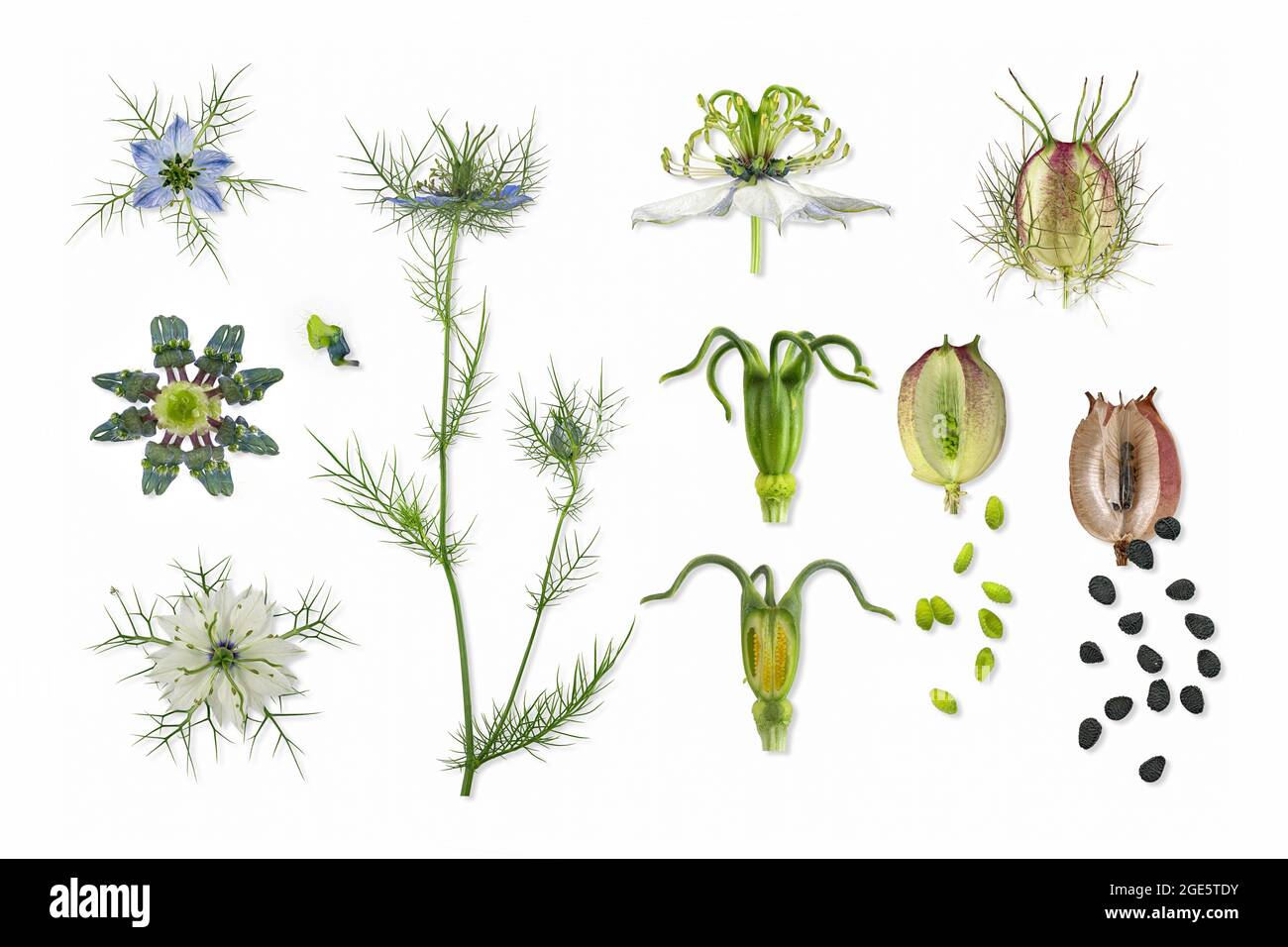 Love in a mist Nigella damascena flower bud leaf nectar leaf
