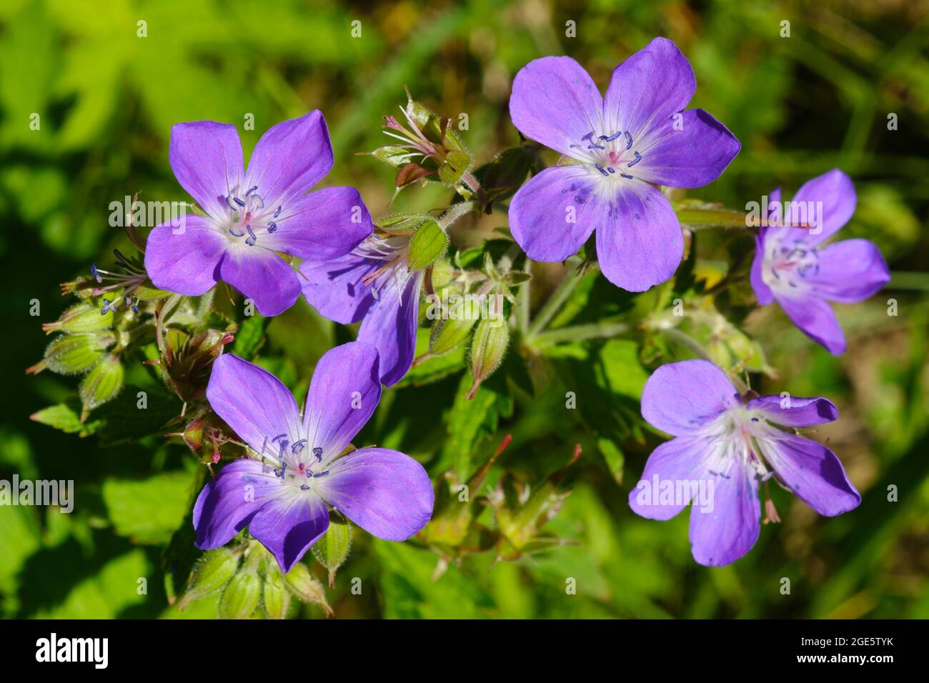 Meadow cranesbill (Geranium pratense), Allgaeu Alps, Kleinwalsertal ...