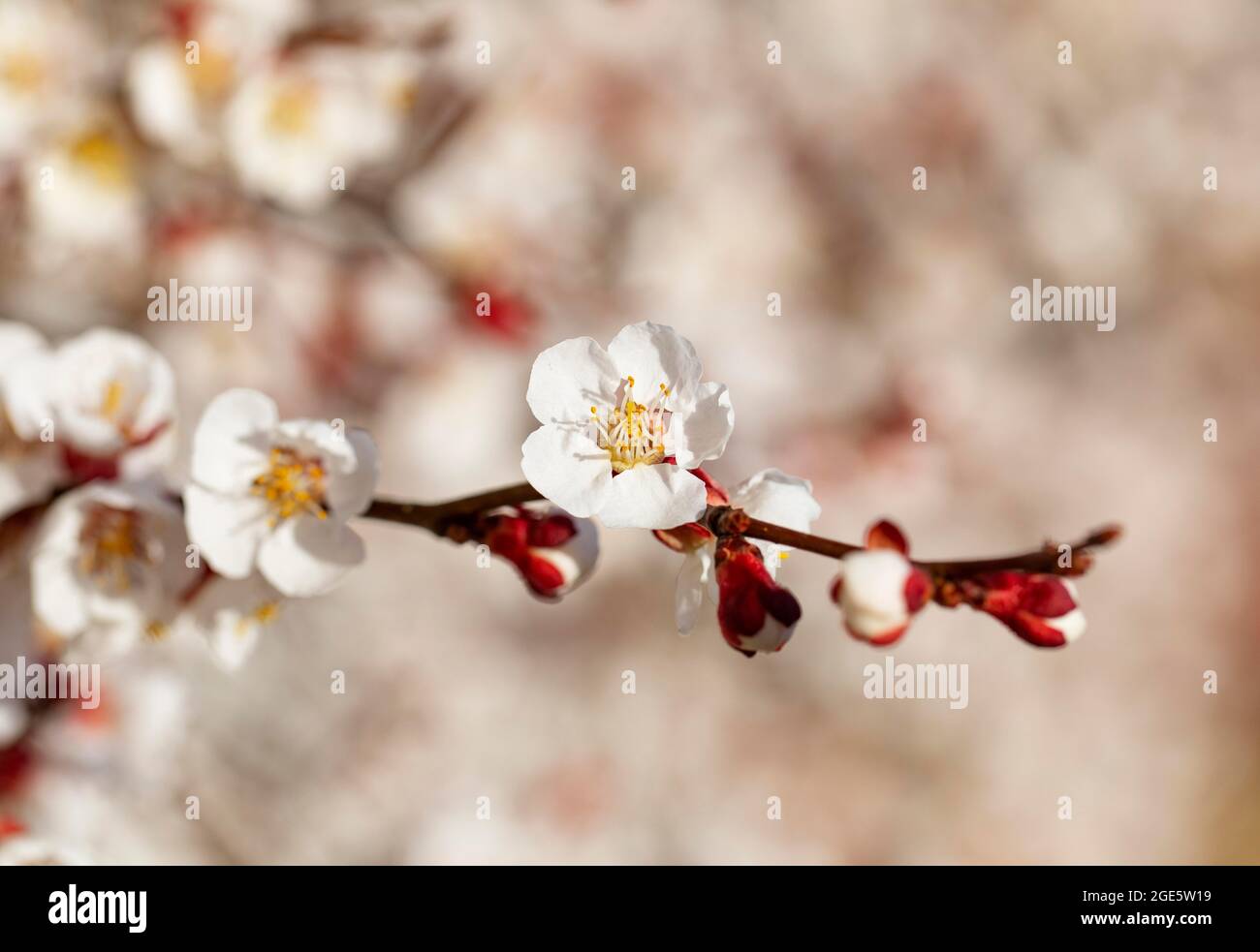 Apricot (Prunus armeniaca) blossom, flowering apricot branch, apricot tree, Apricot, Austria Stock Photo