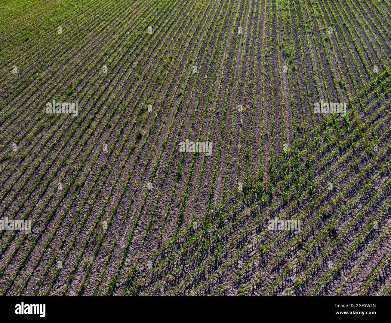 Drone image, agricultural landscape, structure on a maize field ...