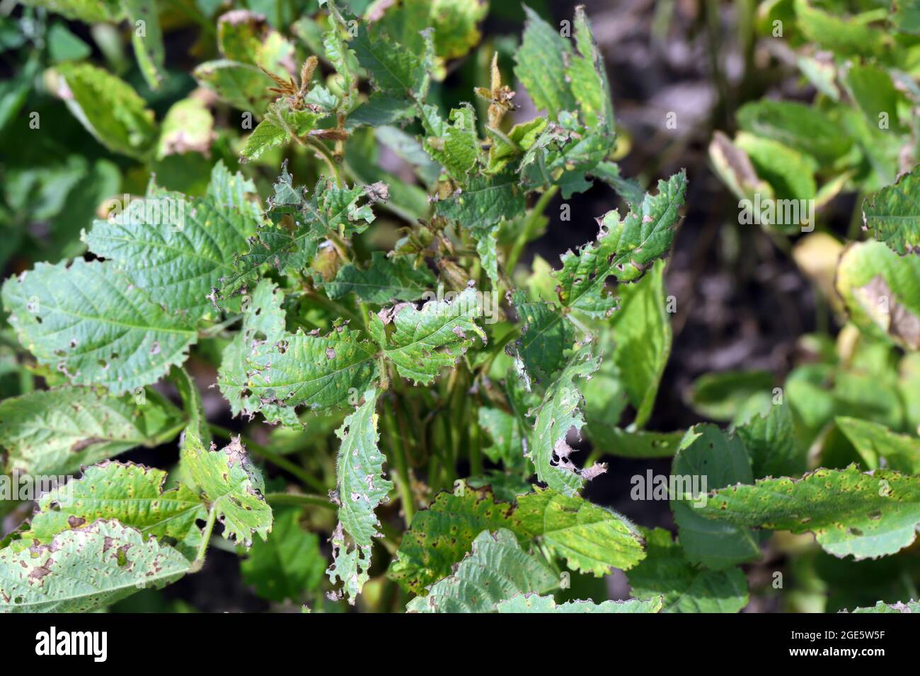 Soy bean plants damaged by Lupine beetle - Charagmus (formerly Sitona) gressorius and griseus - a specieses of weevils Curculionidae, pest of Fabaceae Stock Photo