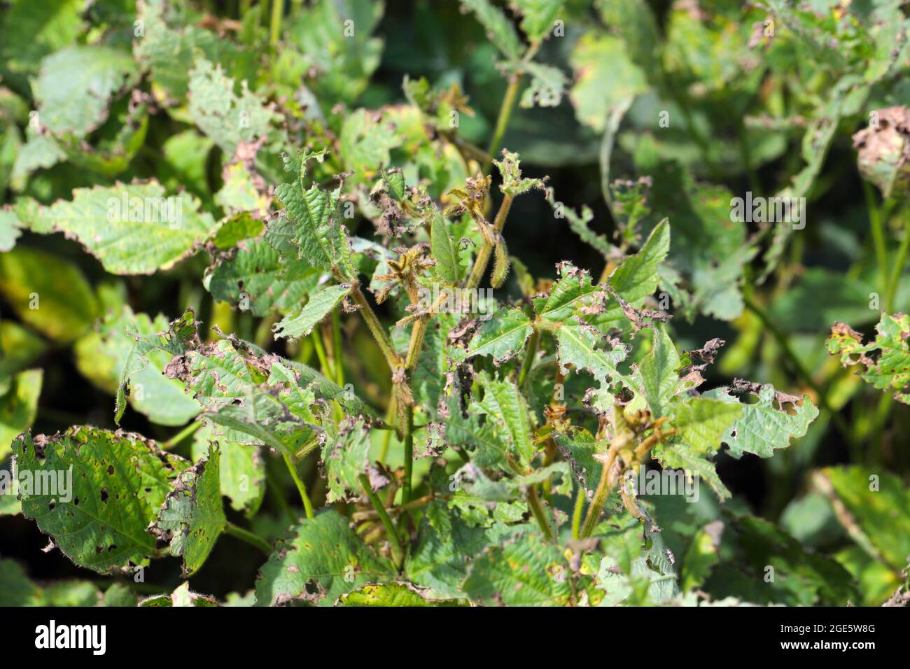 Soy bean plants damaged by Lupine beetle - Charagmus (formerly Sitona) gressorius and griseus - a specieses of weevils Curculionidae, pest of Fabaceae Stock Photo