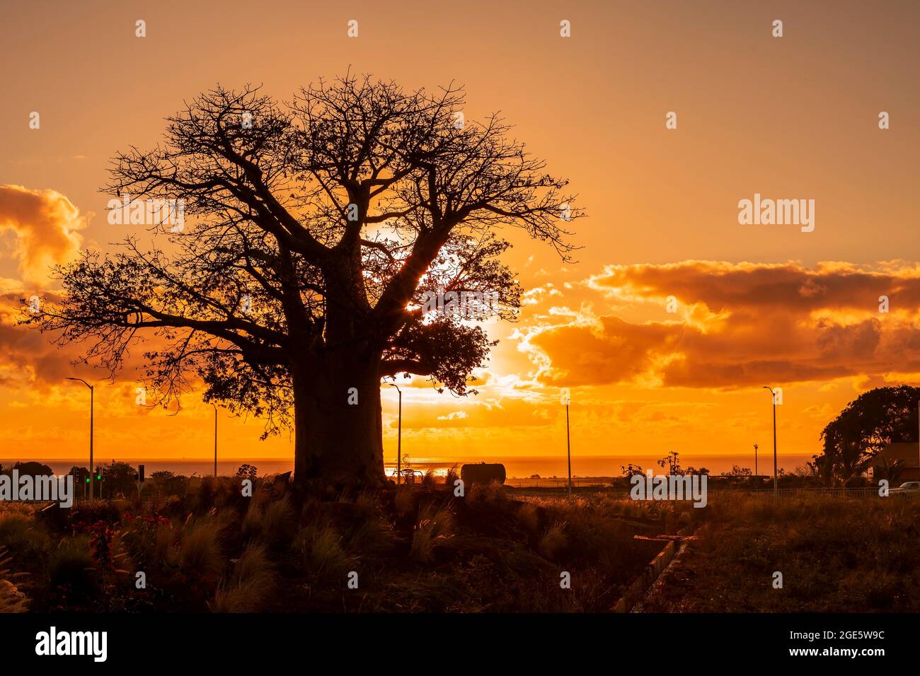 Silhouette of Baobab (Adansonia digitata) at sunset, Mauritius, Africa Stock Photo
